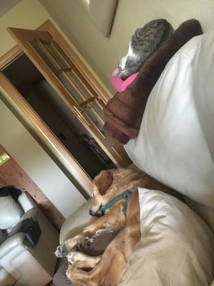 Hora de la siesta para Dafne (gata) e Isco (perro)