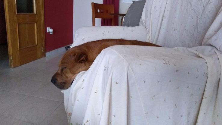 dormil en el sofa o cama de perros...