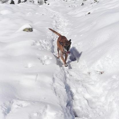Disfrutando de cada salida! A Gordo le encanta la nieve.