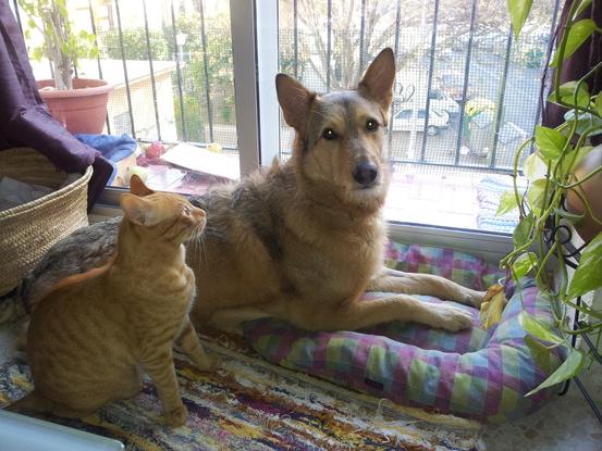 Lobo y Bogart... Son súper amigos y les encanta mirar por la terraza :-)