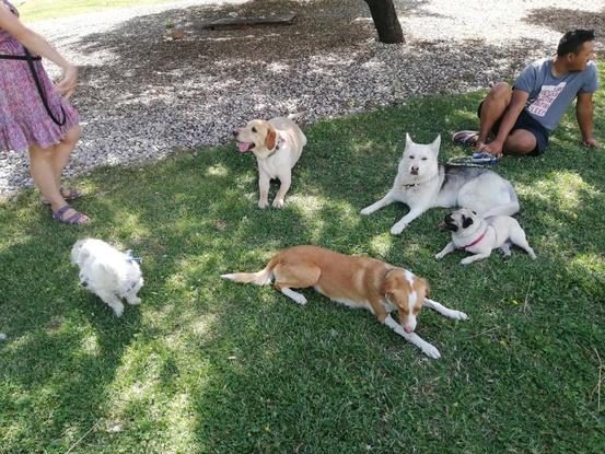Algunos de perros que cuidó con amigos del parque 