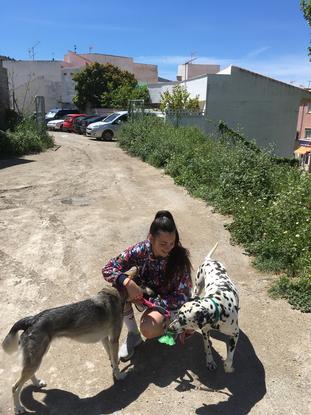 Paseos en un descampado cerca de casa con mi perra y el dálmata de un cliente 