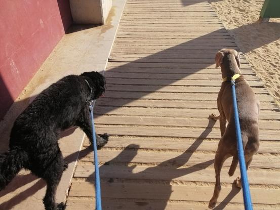 Tora y Capitán, de camino a la playa 🏖 