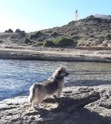 Balú dando un paseo por el Faro, Cabo de las Huertas