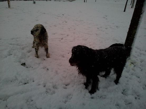 Tin y Black, el negro es hijo de Numa en la nieve