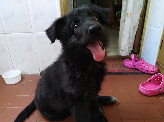 A Mérida la tuve en acogida desde que nació, es una cachorrona de 6 meses ahora a la que hecho de menos pero me alegra de que ahora vive feliz en Madrid con su familia adoptiva.