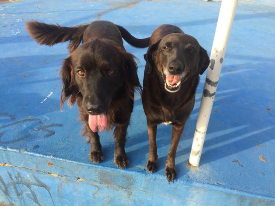Mis perras uruguayas adoptadas, Rosita y Twiggui