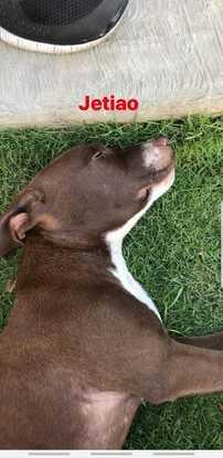 Gohan cansado luego de una hora de jugar con la pelota.