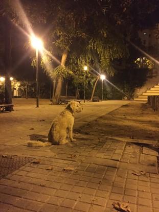 Melvin disfrutando de sus paseos nocturnos en parque colindante a nuestro piso.