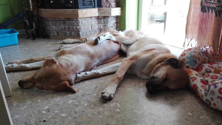 Chumbo y Bahía durmiendo en el salón.