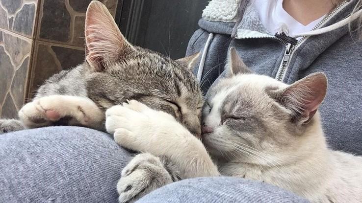 ¡También puedo cuidar gatitos!