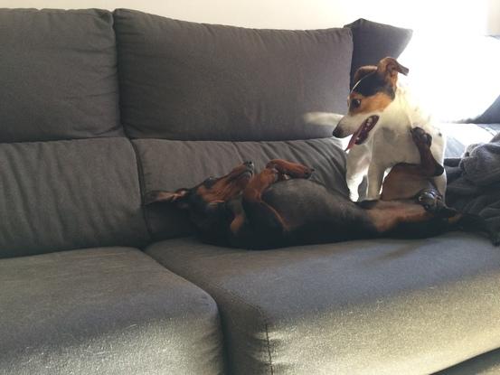 Aslan y Hula jugando en el sofa
