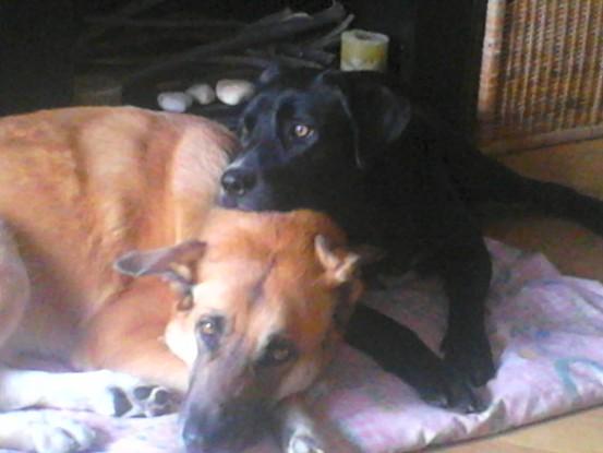 Nuestros perros, Kira y Turko...todo amor