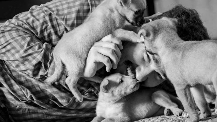Sesion de fotos para perritos en adopciòn
