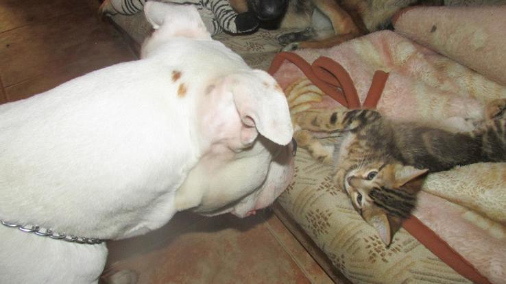 Noah con uno de mis gatitos