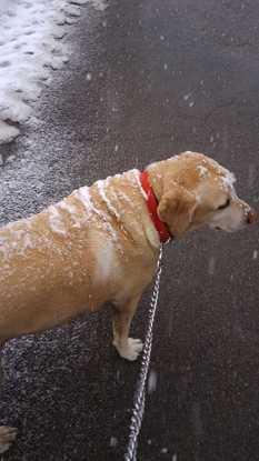 Kira en el Pirineo, le encanta tirarse a la nieve!