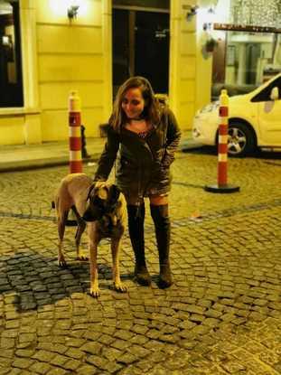 En Estambul con perro callejero