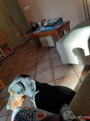 Mi perrito tomando el sol en casa