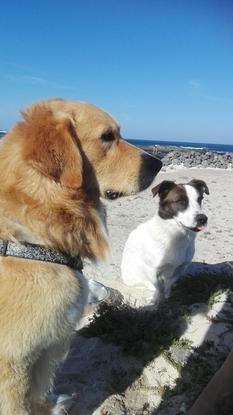 Cuidando la playa con Max