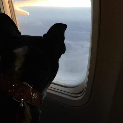 Zyama por primera vez volando en un avión 