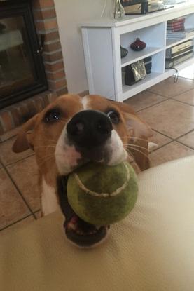 Cooper pidiendo jugar