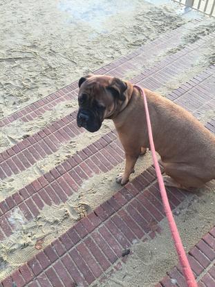Roxy por la playa 🏝️
