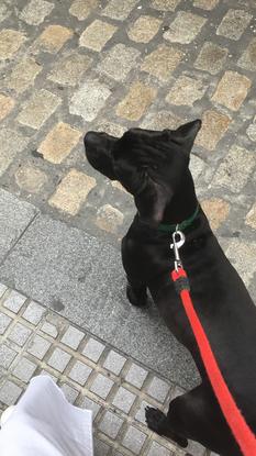Mi perro Draco de paseo