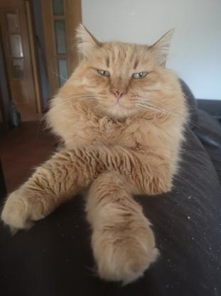 León, uno de nuestros gatos