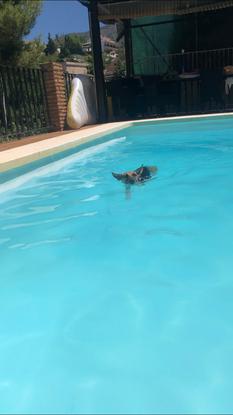 Leo nadando