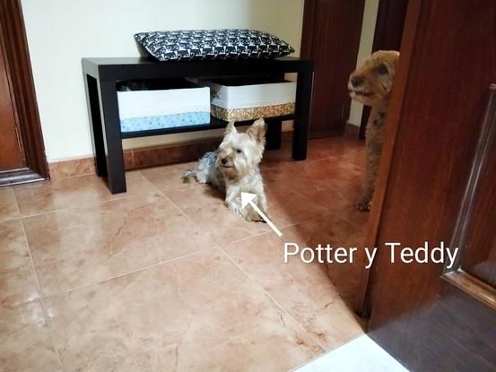Potter y Teddy