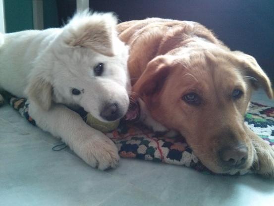 Aisha y Sully de cachorro