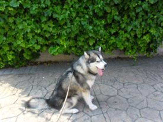 Kid, un peluche viviente.