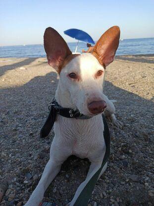 Willy en la playa