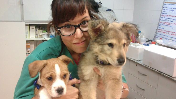 Sam (auxiliar) cuidando de unos cachorros de la clínica.