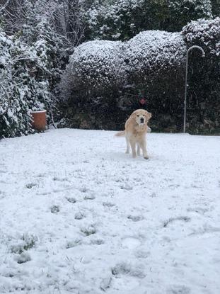Casper disfrutando de la nieve