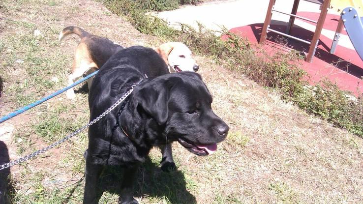 Rocco y Lucas de paseo.