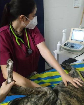 Prácticas en veterinaria