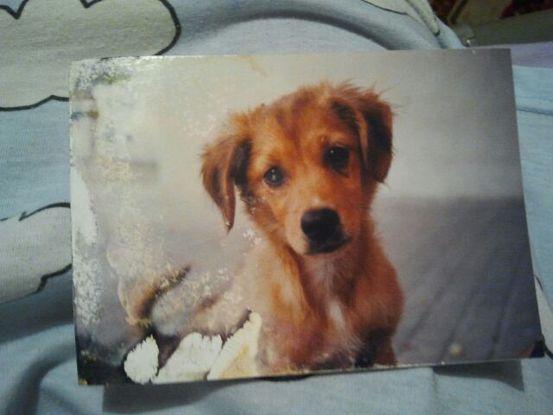 Hace poco encontramos esta foto de cuando Lola era un cachorrín 