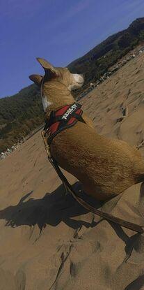 Con mi perrita Argi en la playa!