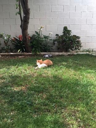 Mi gatita en acogida (ahora ya no está en casa) y mi conejo jugando en el jardín