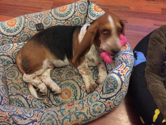 Esta juguetona es Pipa, una cachorra de Basset Hound que cuide hace poco