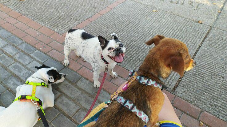 Descansando del paseo con Lola (bulldog francés) y Siri