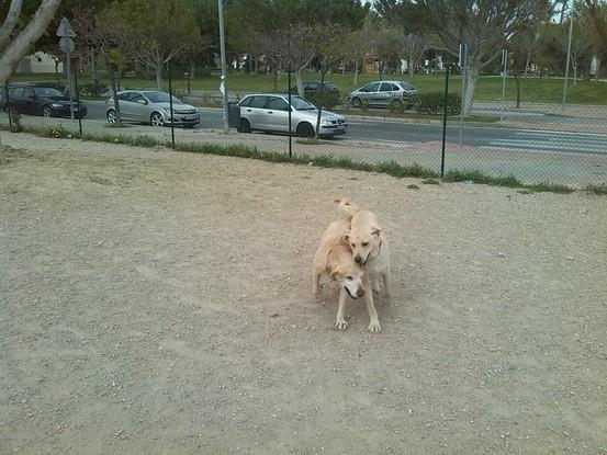 Baloo y su nuevo amigo Simba en el parque para perros.