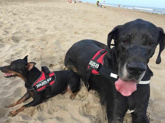 Bruno i el seu amic Buster a la platja
