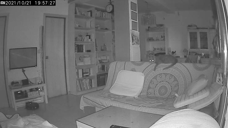 Salón desde cámara de vídeo vigilancia para mascotas