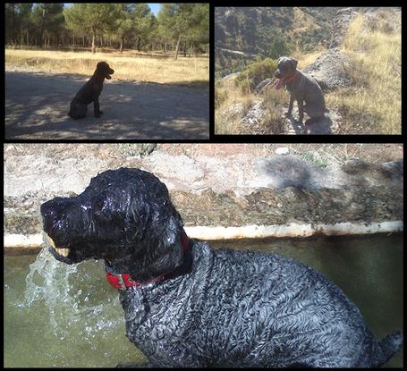 Tizón, el perro de agua que hace honor a su nombre. Se quedó dos semanas y repetirá!