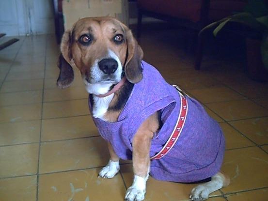 Yogui, perrito beagle
