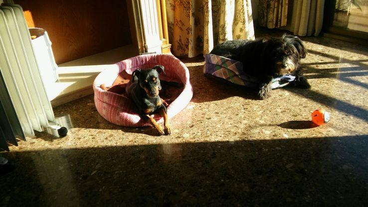 Cooper en casa tomando el sol con Rocco.