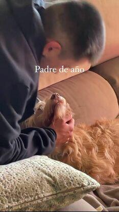 Bruno mi perrito gallego-chileno