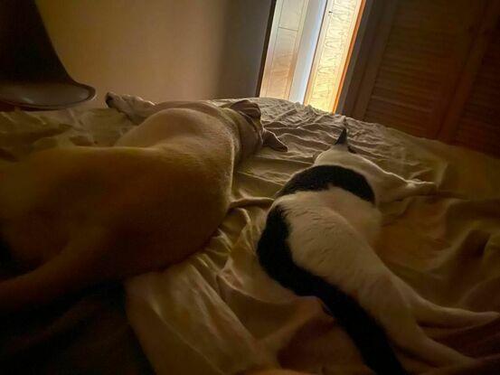 Cleo y Brais durmiendo en la cama